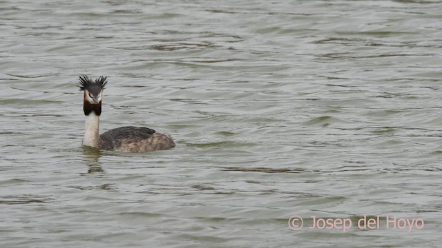 Great Crested Grebe - ML615208764
