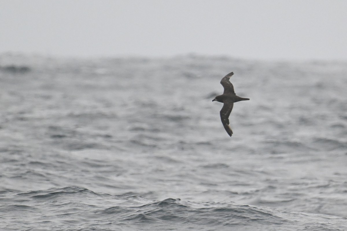 Gray-faced Petrel - ML615208766