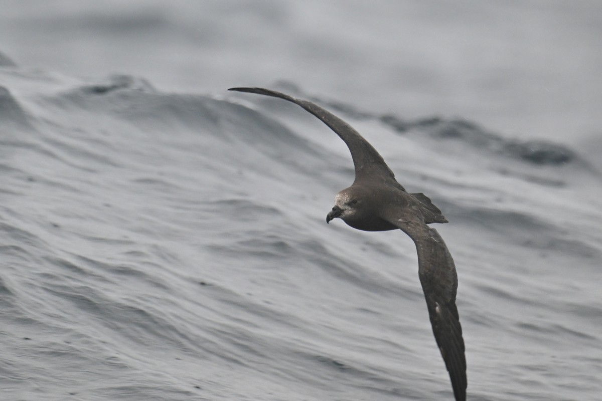 Gray-faced Petrel - ML615208769