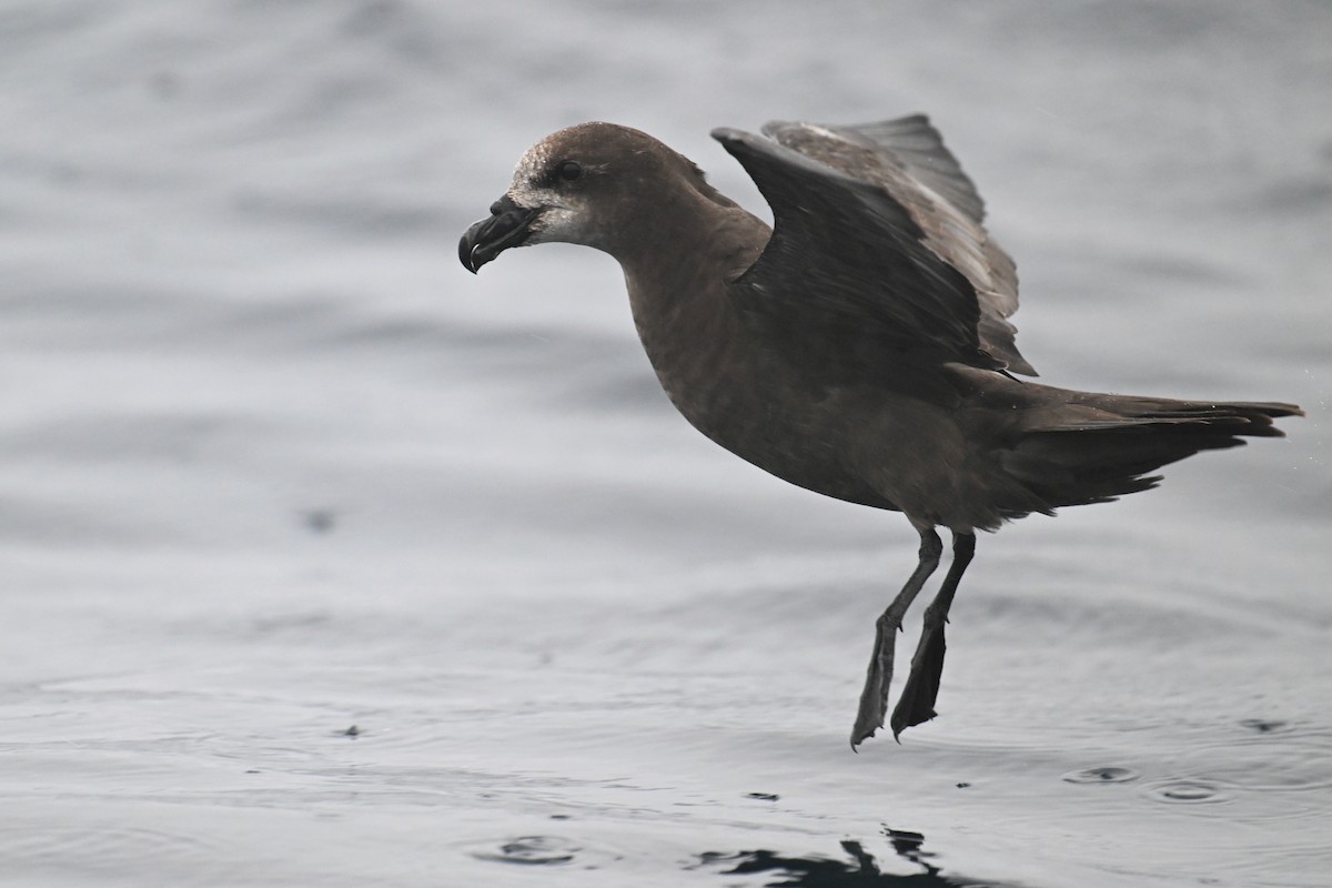 Gray-faced Petrel - ML615208772