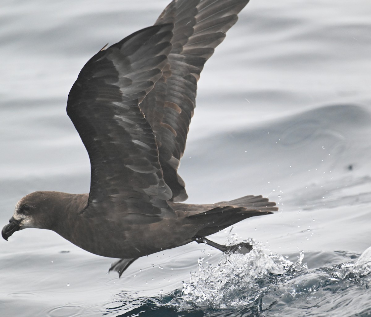 Gray-faced Petrel - ML615208781