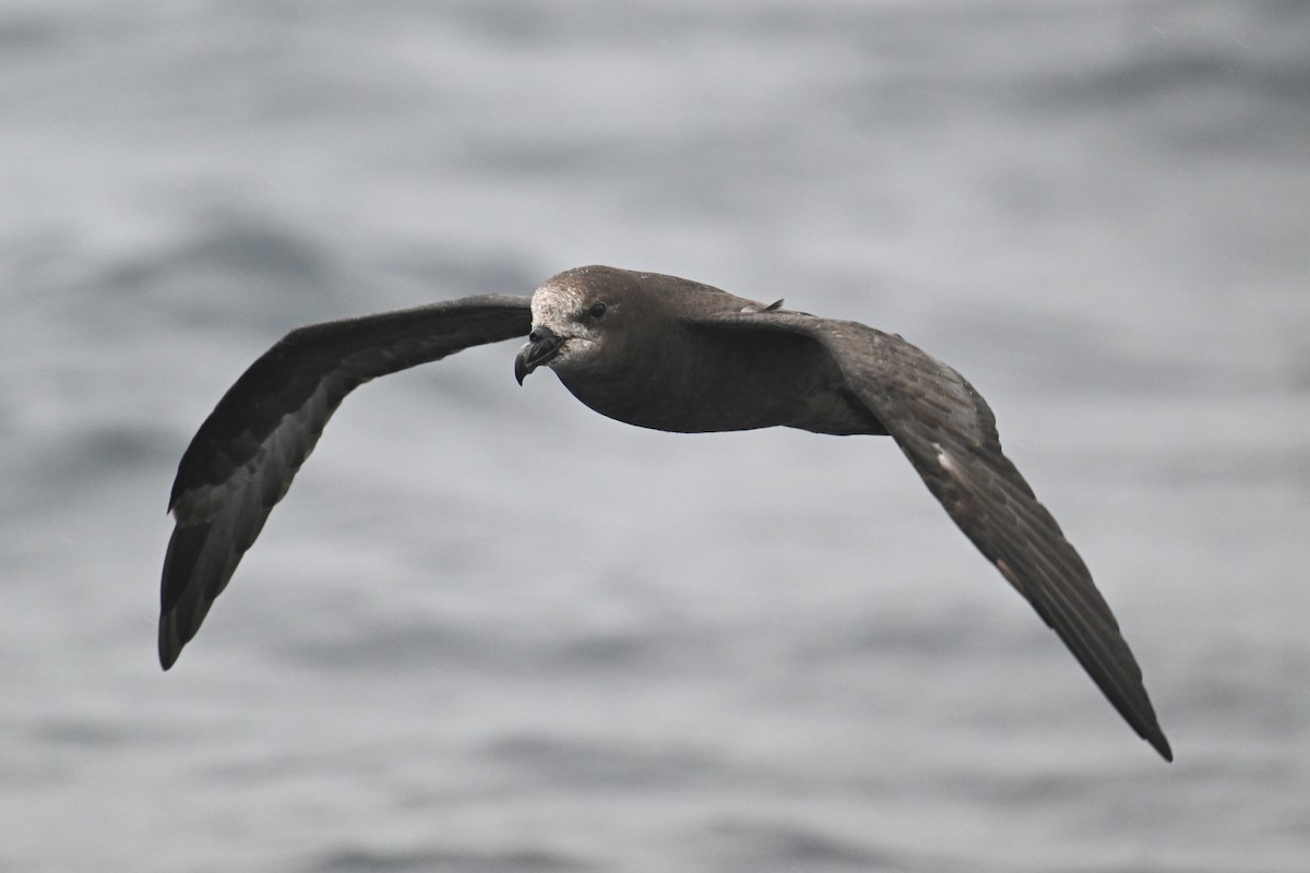 Gray-faced Petrel - ML615208787