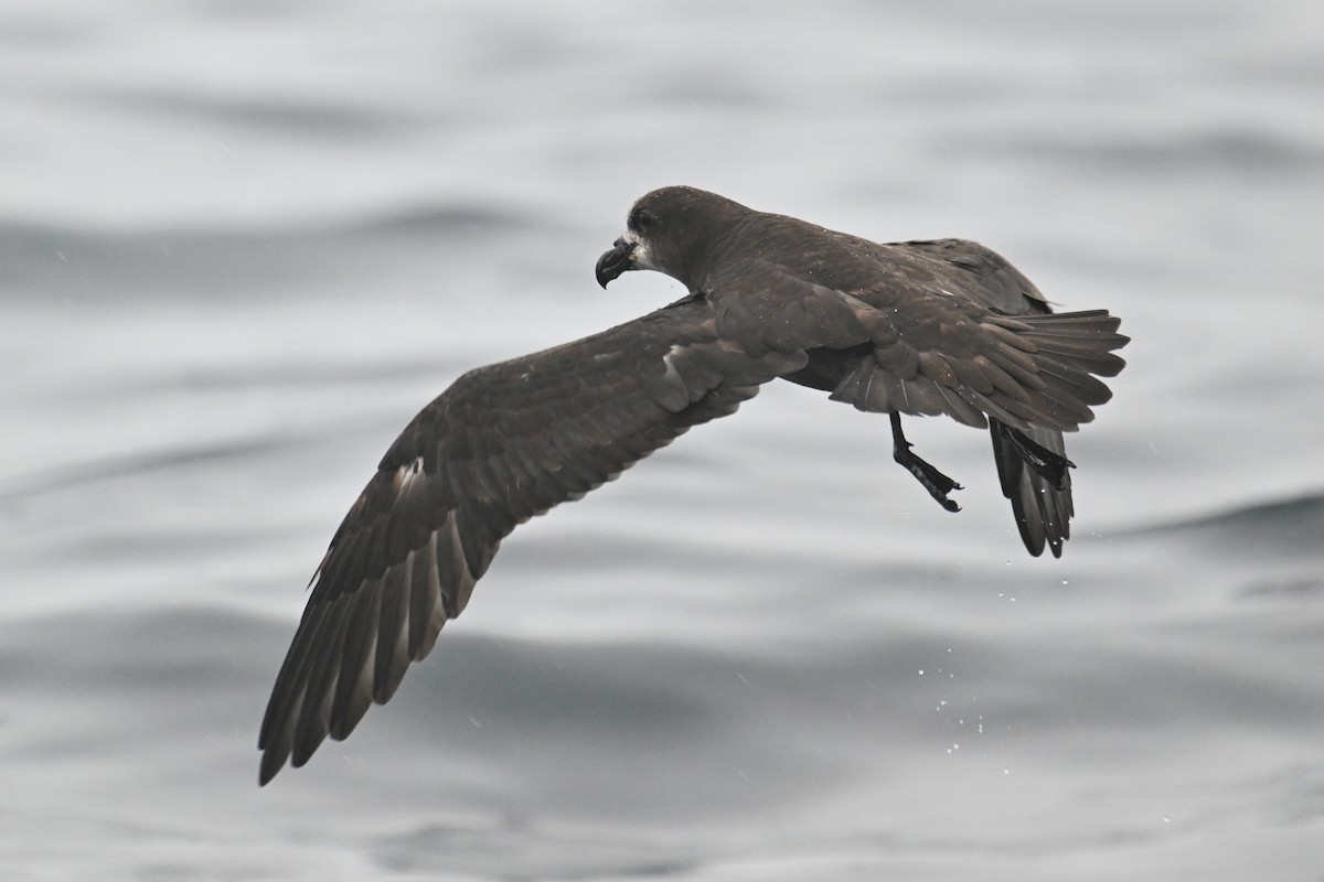 Gray-faced Petrel - ML615208791