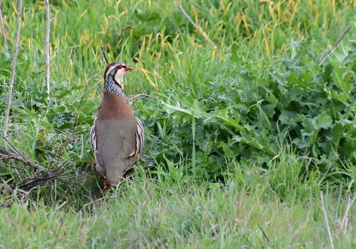 Red-legged Partridge - Mu Sano