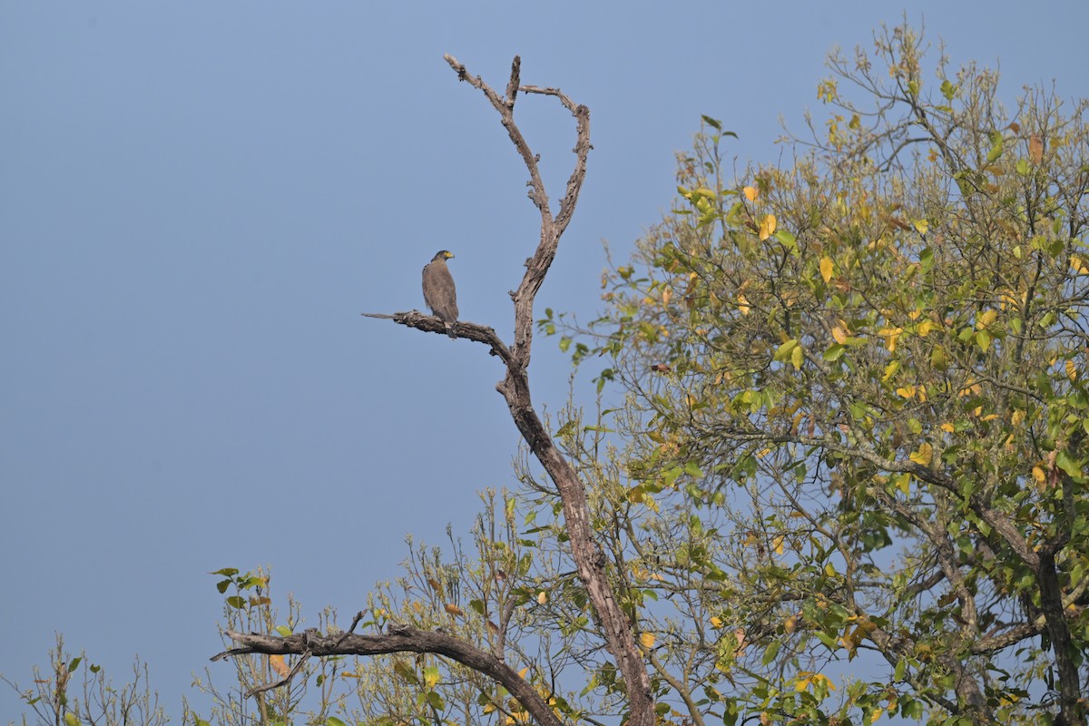 Crested Serpent-Eagle - ML615208818