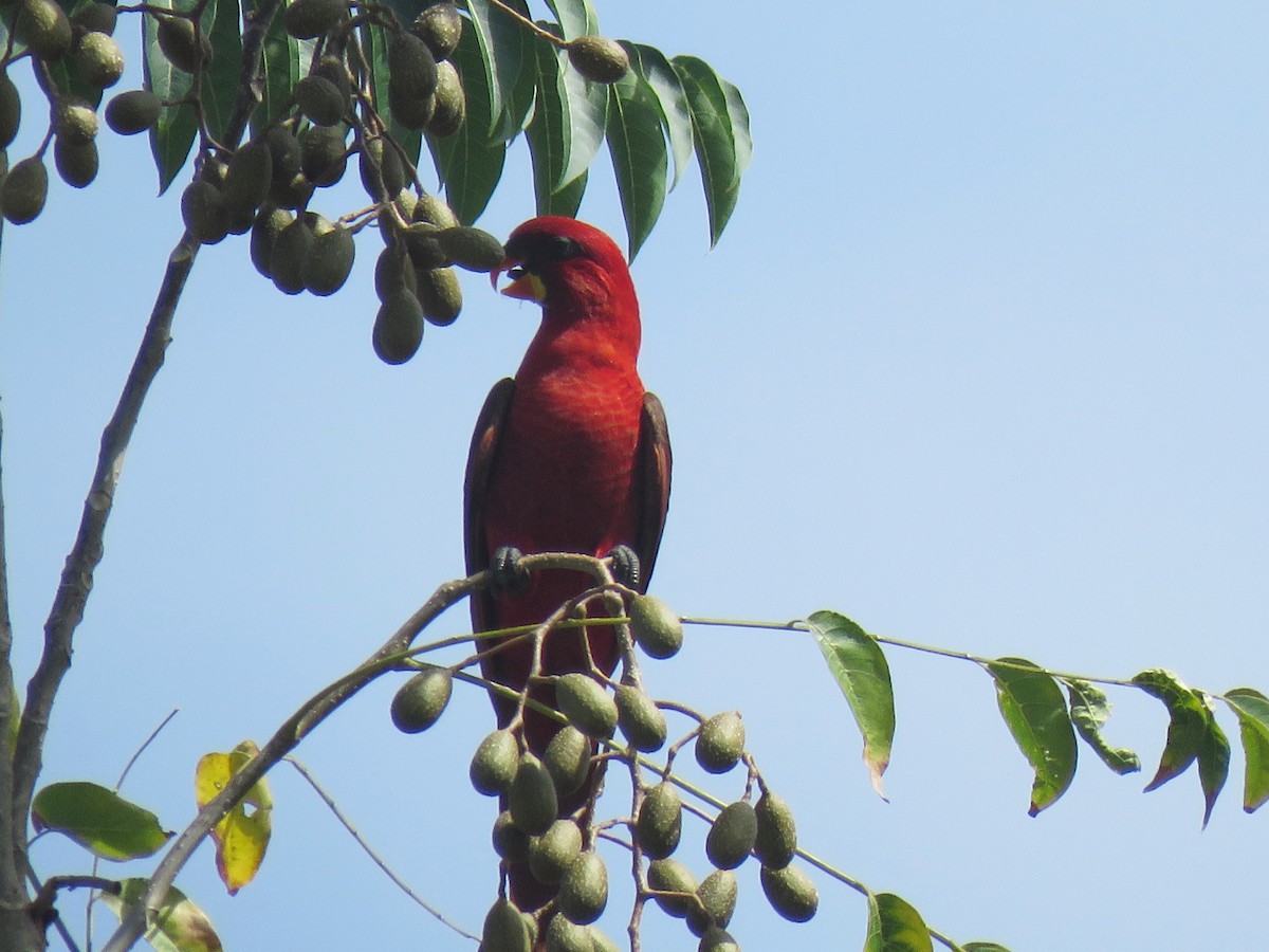 Cardinal Lory - ML615208873