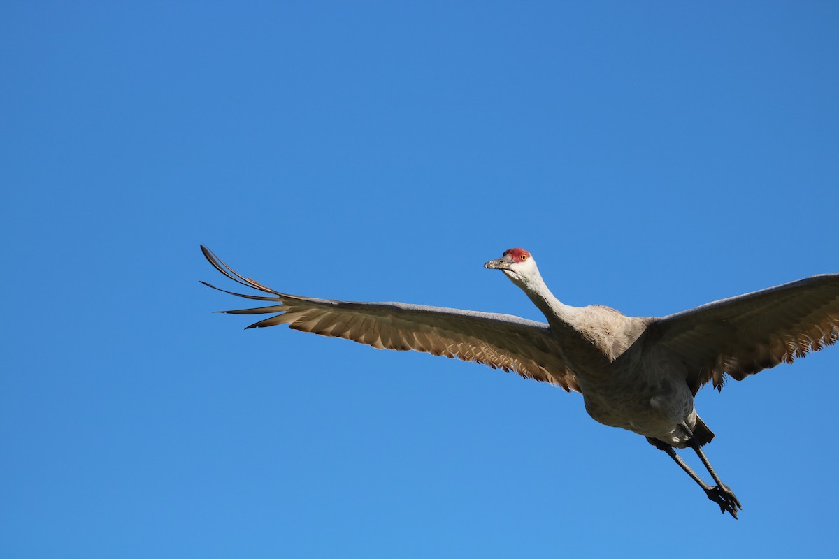 jeřáb kanadský - ML615208927