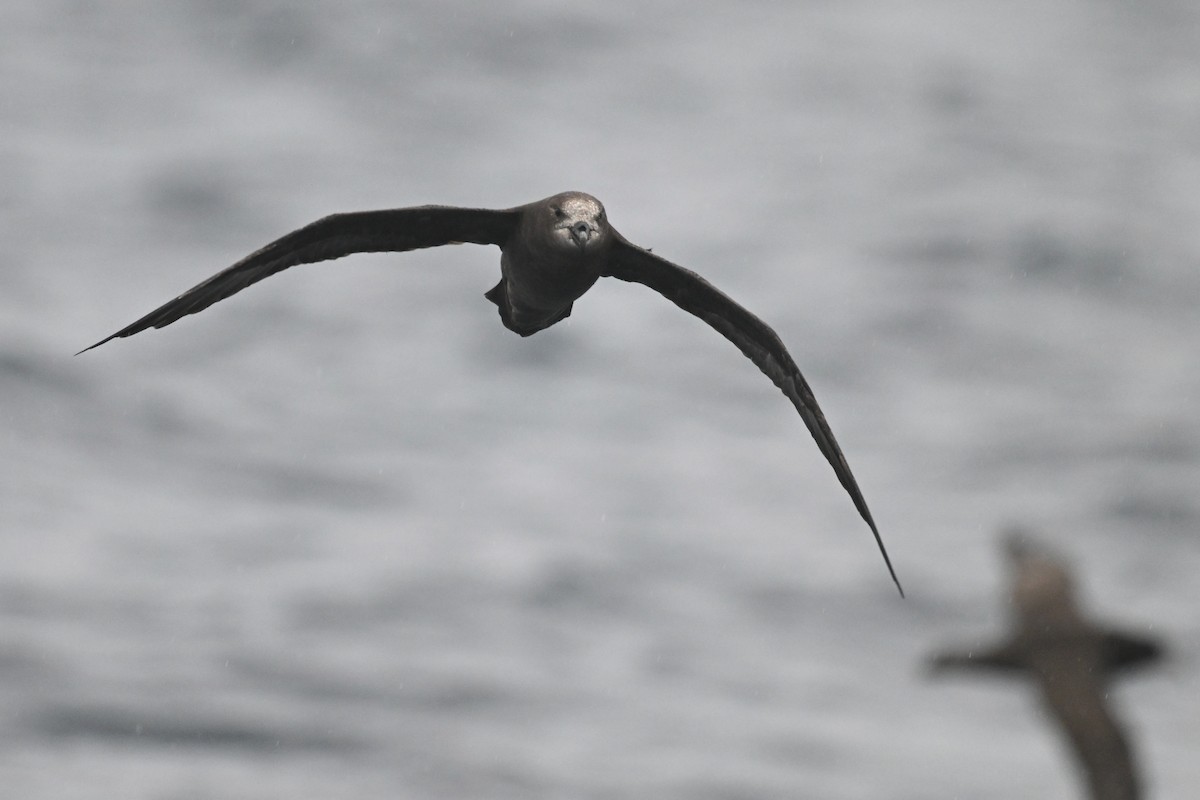 Gray-faced Petrel - ML615208934