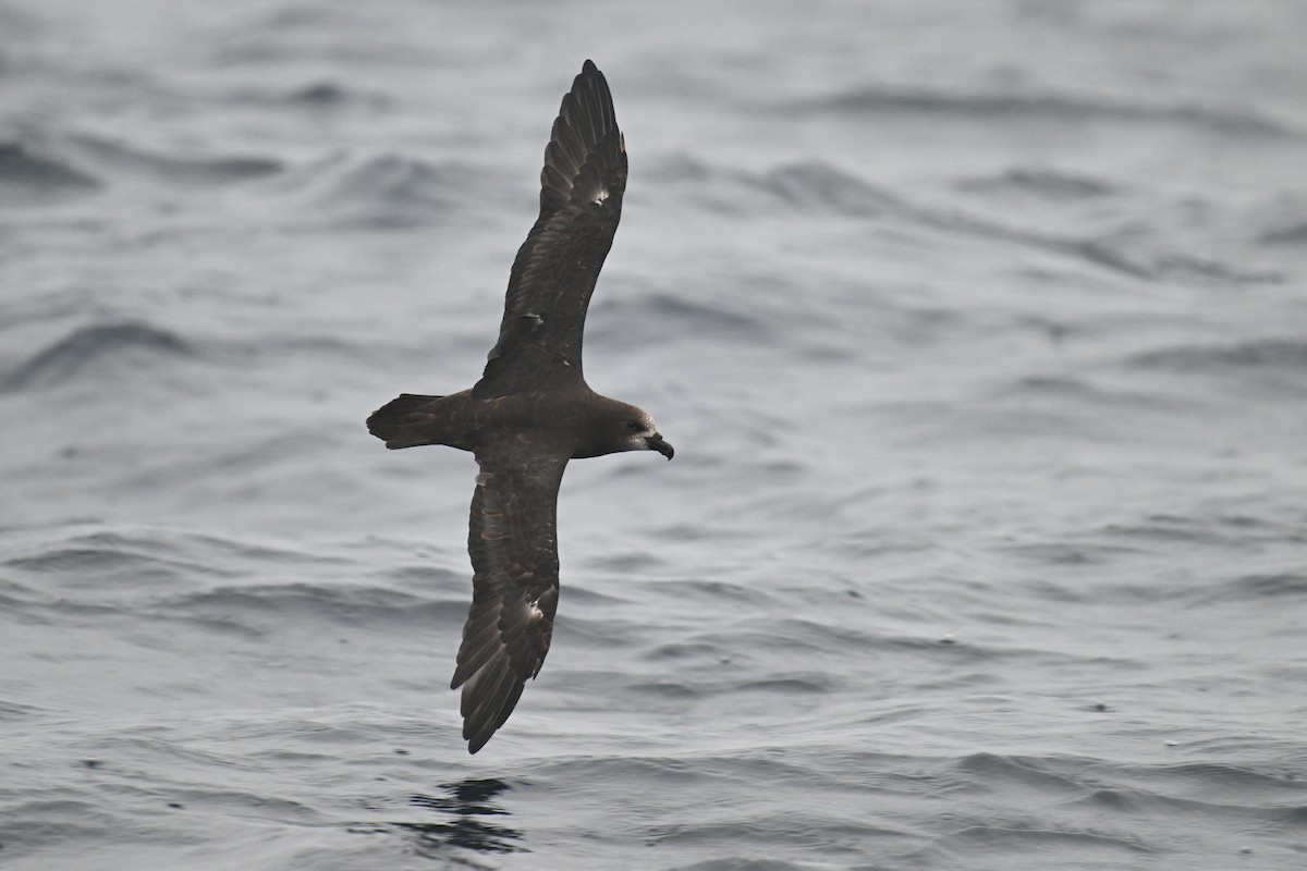 Gray-faced Petrel - ML615208935