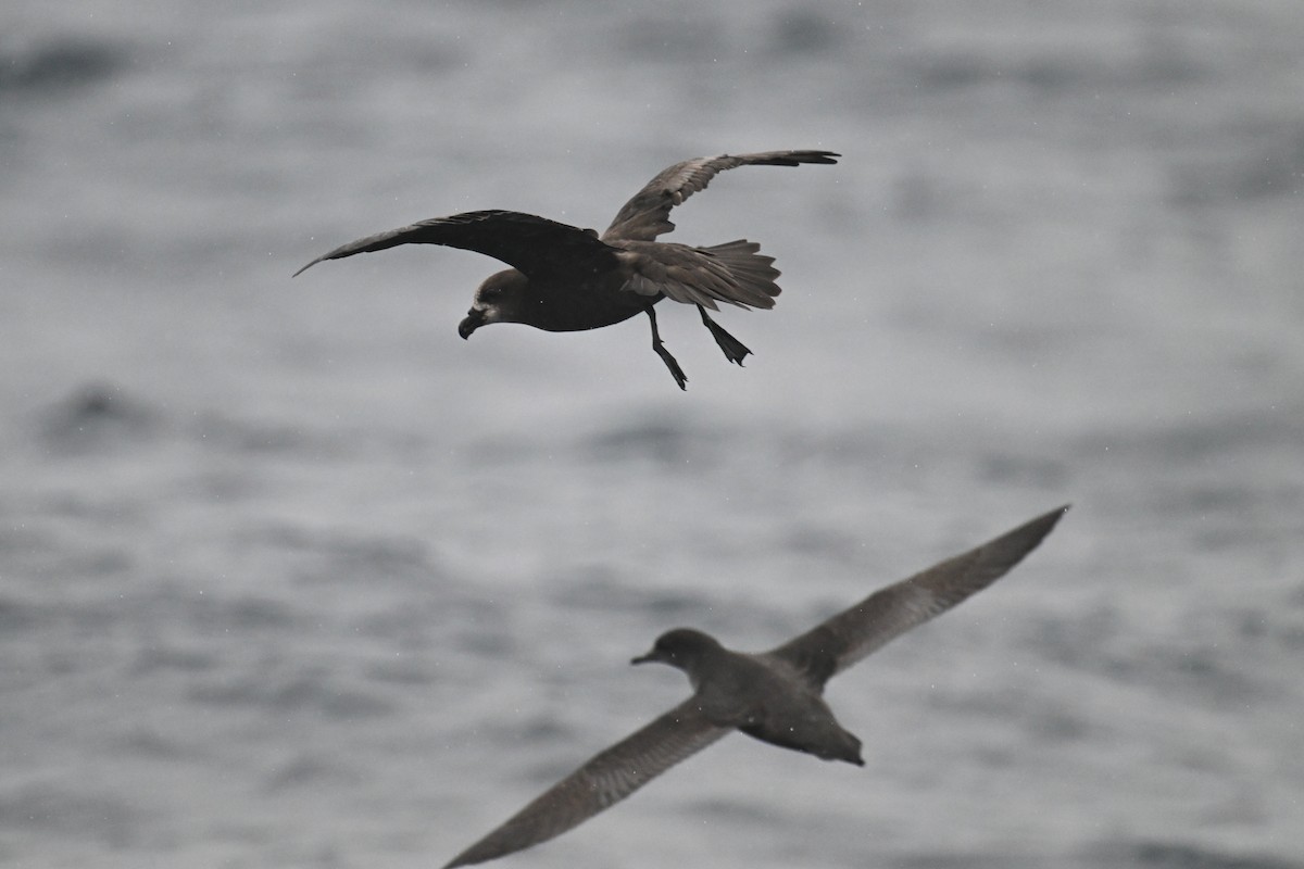 Gray-faced Petrel - ML615208938