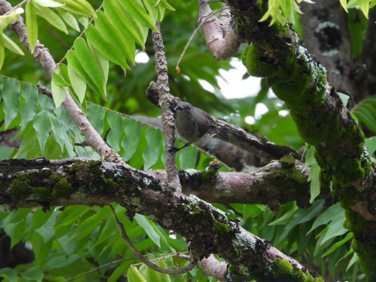 Seychelles Sunbird - Daria Vashunina