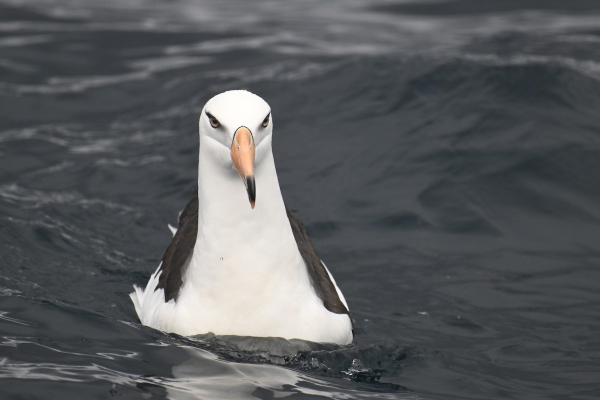 Schwarzbrauenalbatros (Campbellalbatros) - ML615208974