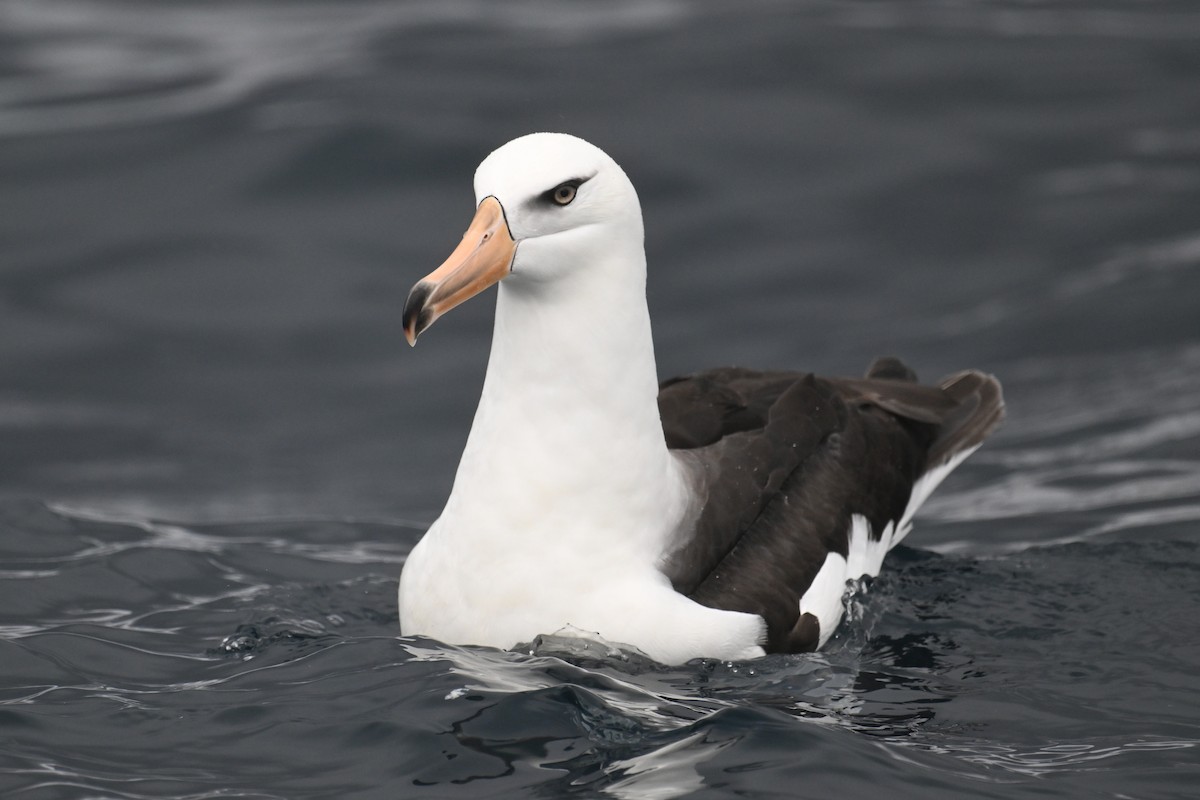 albatros černobrvý (ssp. impavida) - ML615208975