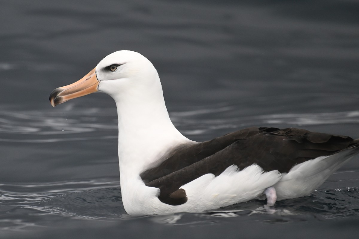Black-browed Albatross (Campbell) - ML615208976