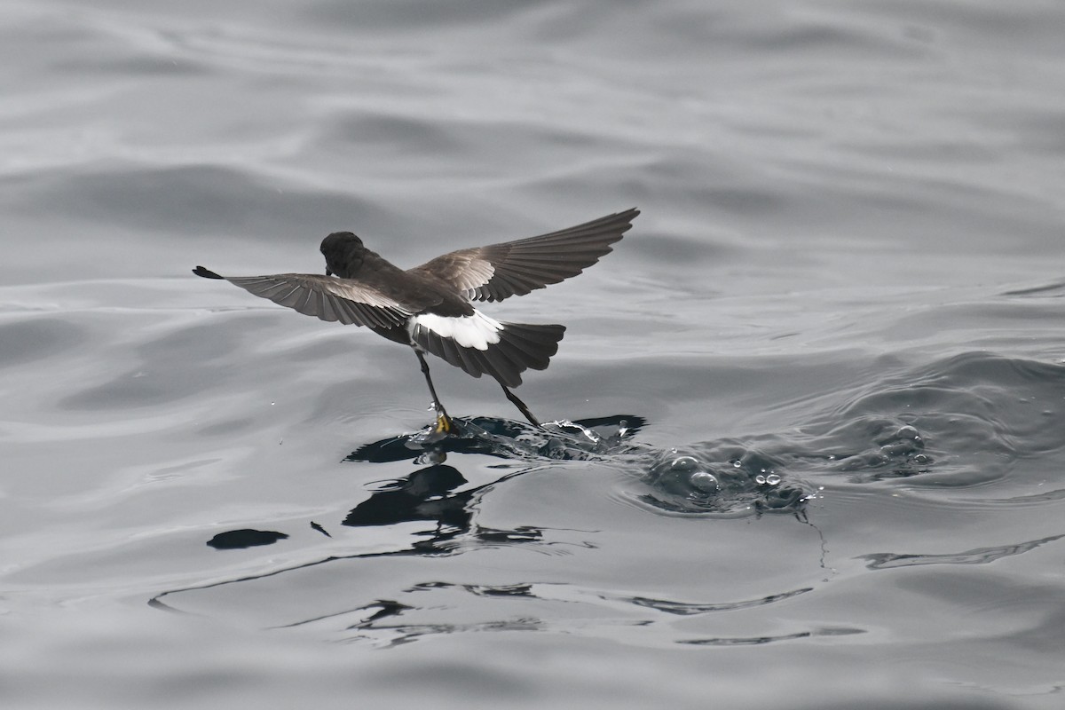 Wilson's Storm-Petrel - ML615209015