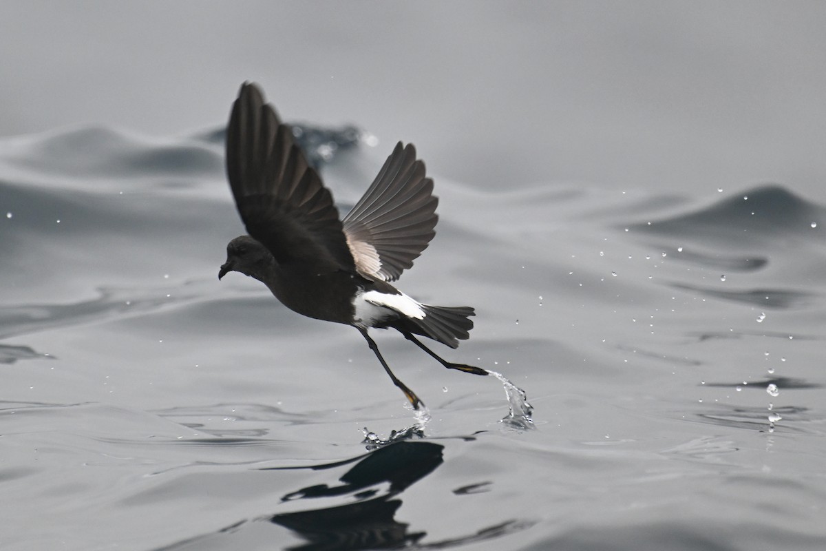 Wilson's Storm-Petrel - ML615209044