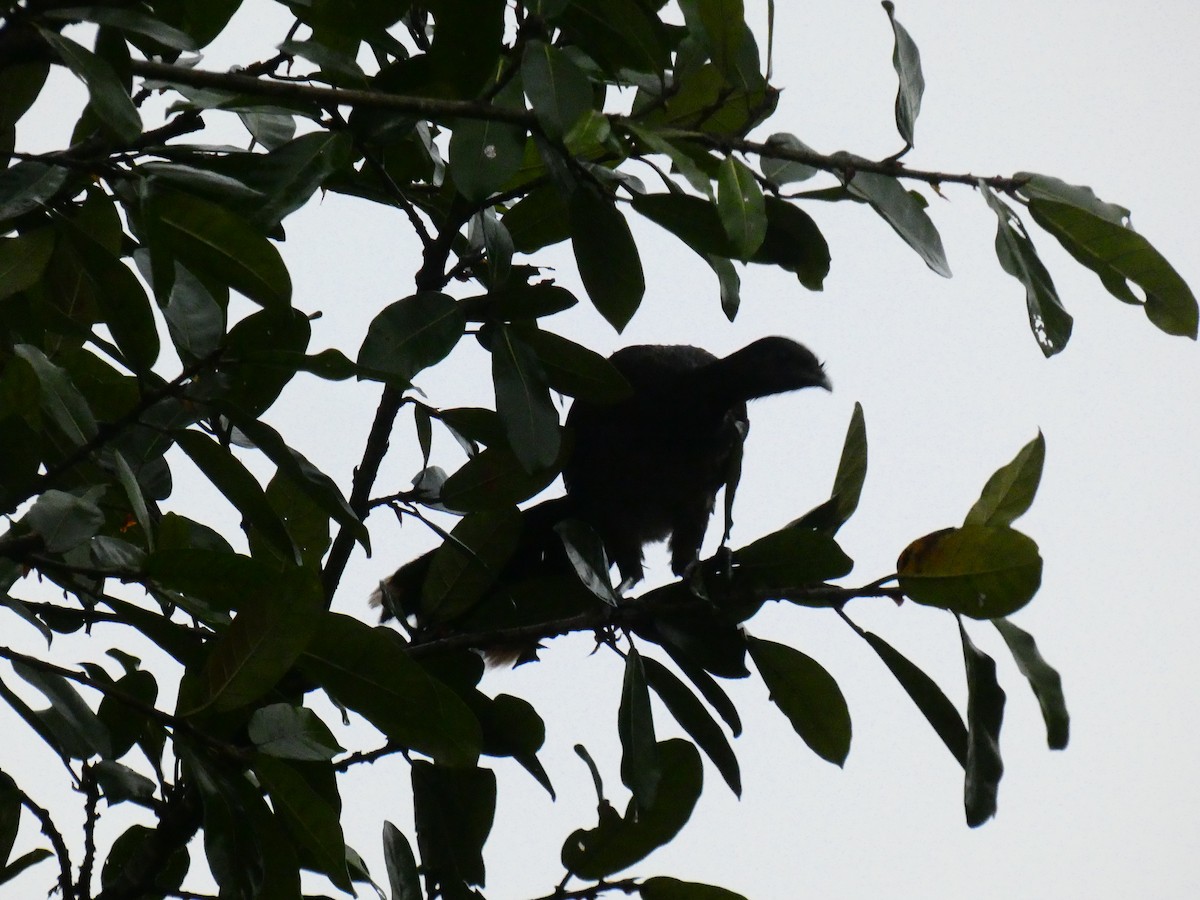 Gray-headed Chachalaca - ML615209051