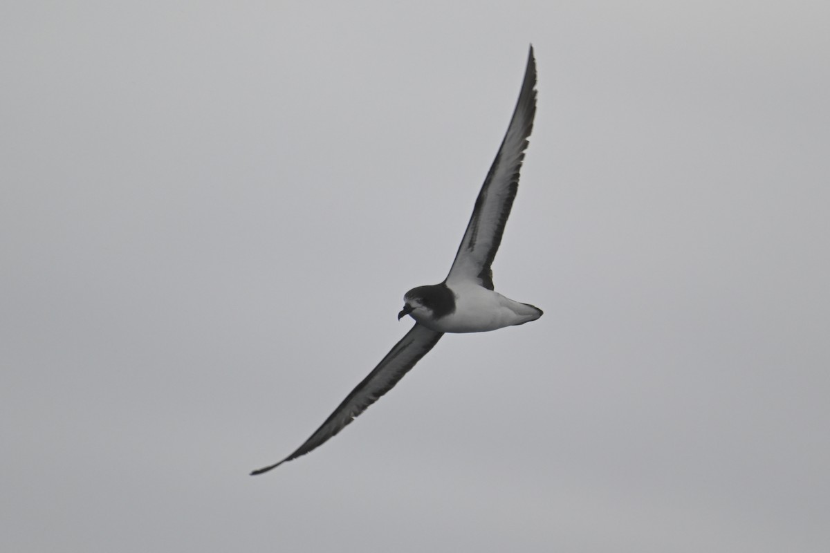 Petrel Aliblanco - ML615209057