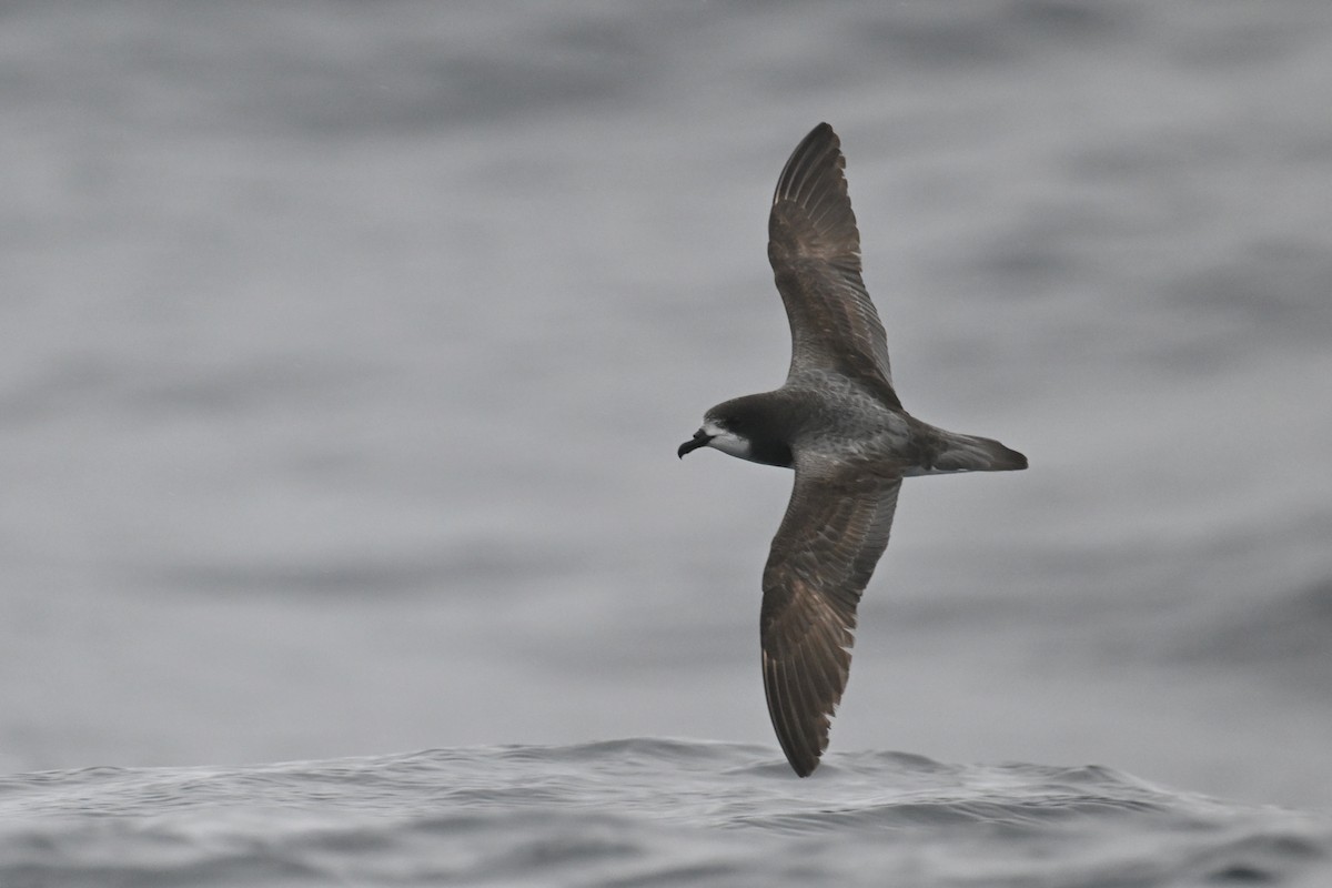 Petrel Aliblanco - ML615209060