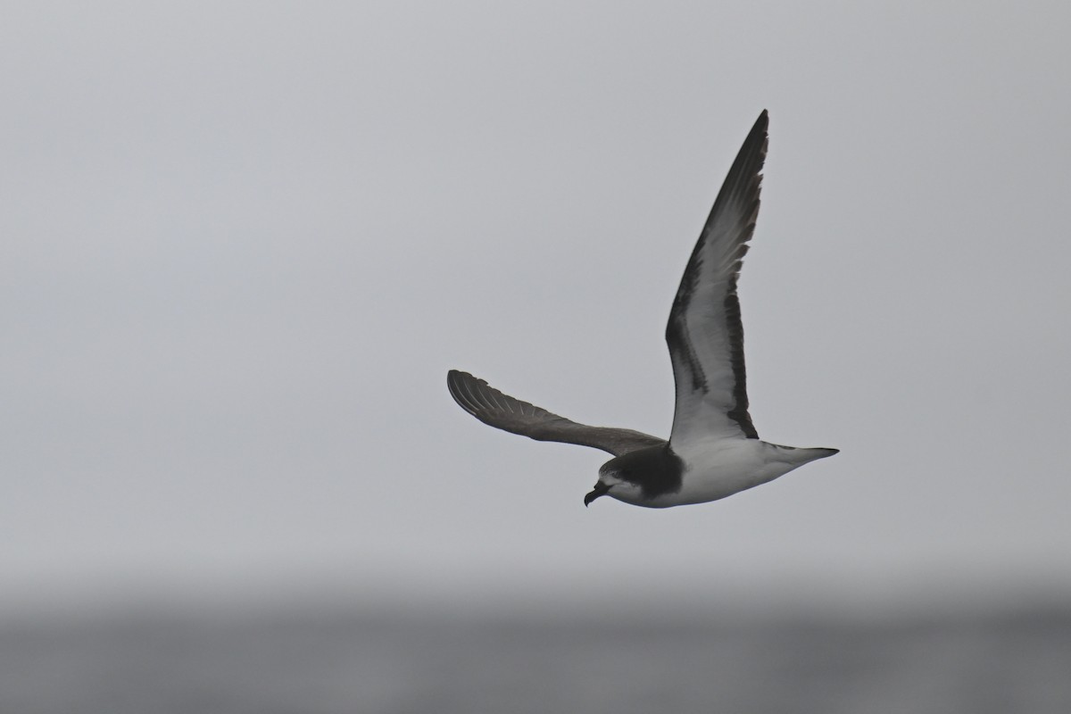 Petrel Aliblanco - ML615209072