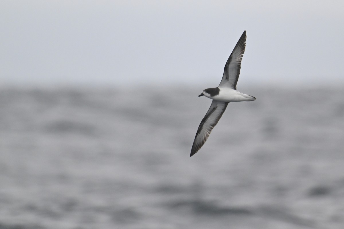 Petrel Aliblanco - ML615209073