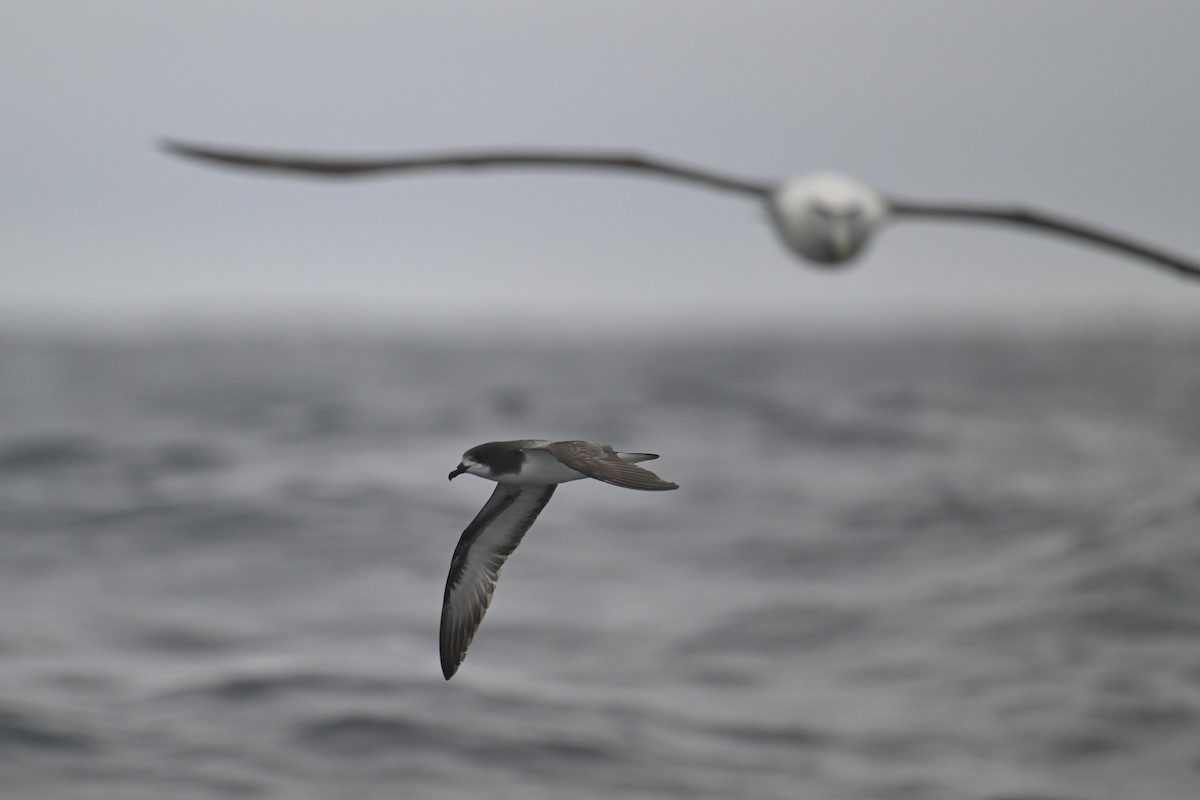 Petrel Aliblanco - ML615209075