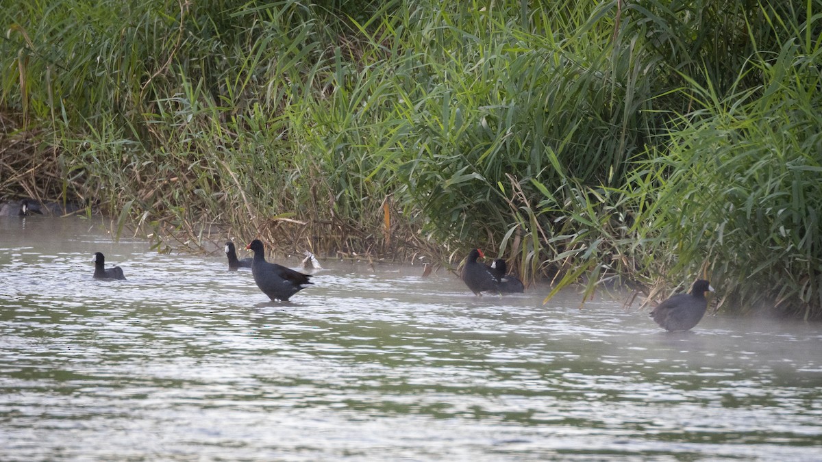 Gallinule d'Amérique - ML615209119