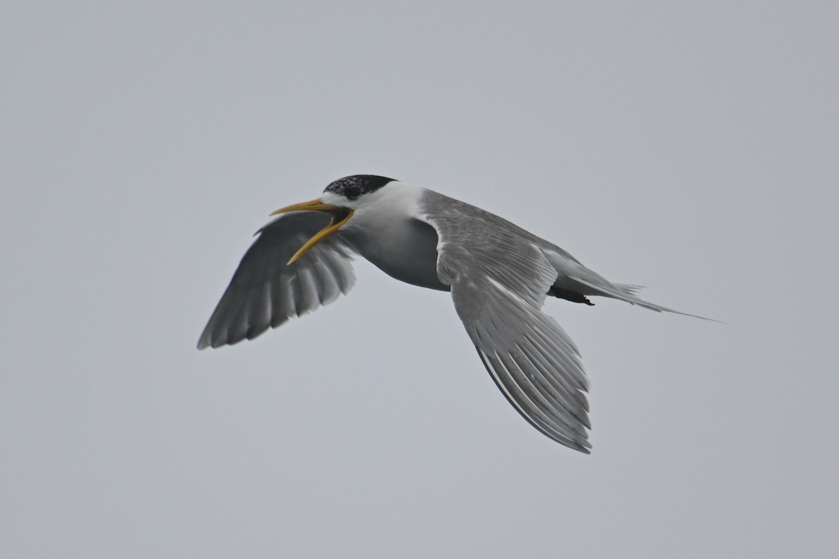 Great Crested Tern - ML615209161