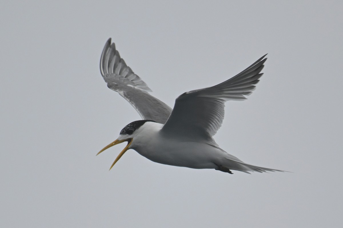 Great Crested Tern - ML615209162