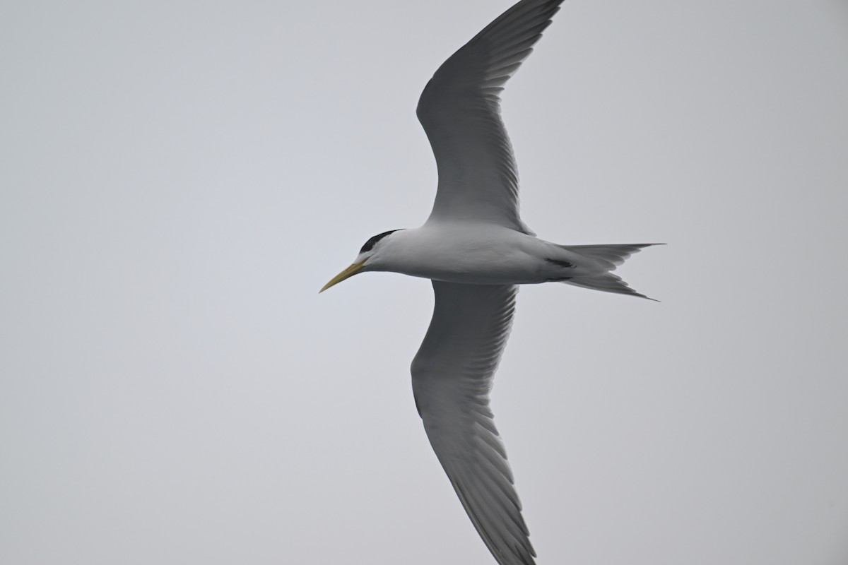 Great Crested Tern - ML615209170