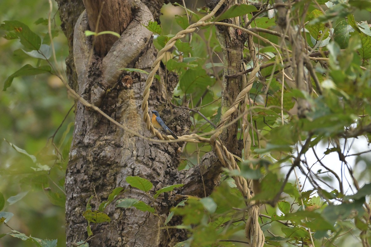 Tickell's Blue Flycatcher - ML615209181