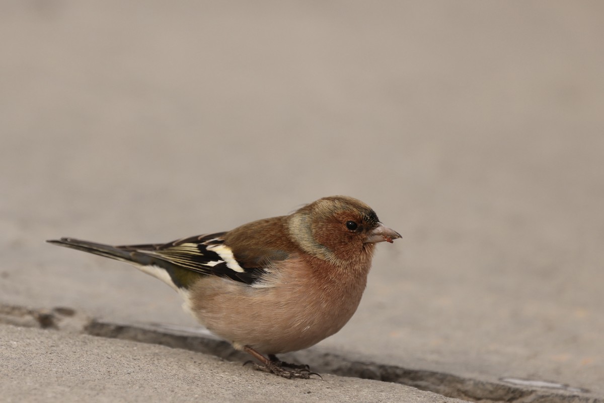 Common Chaffinch - ML615209291