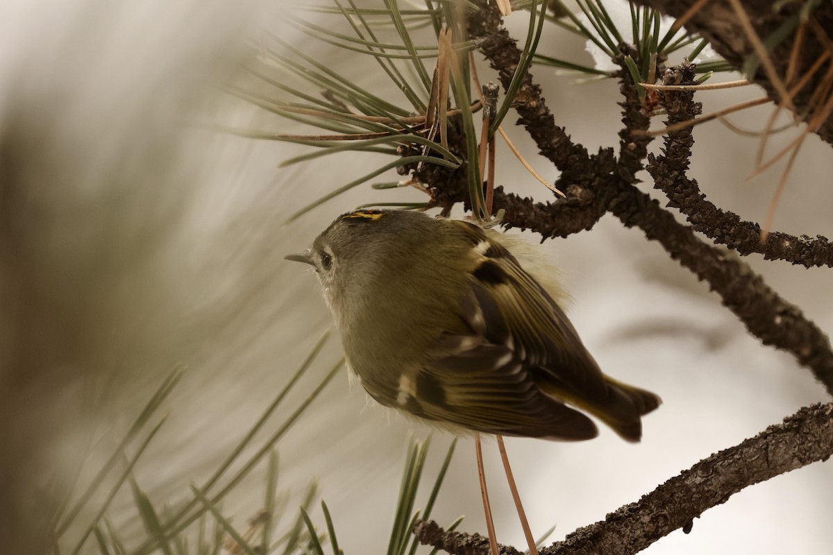 Goldcrest - ML615209300