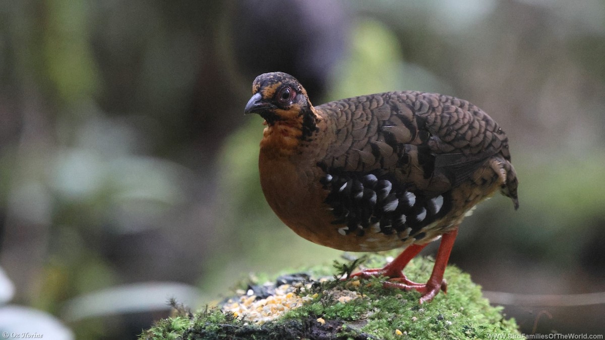 Red-breasted Partridge - ML615209315