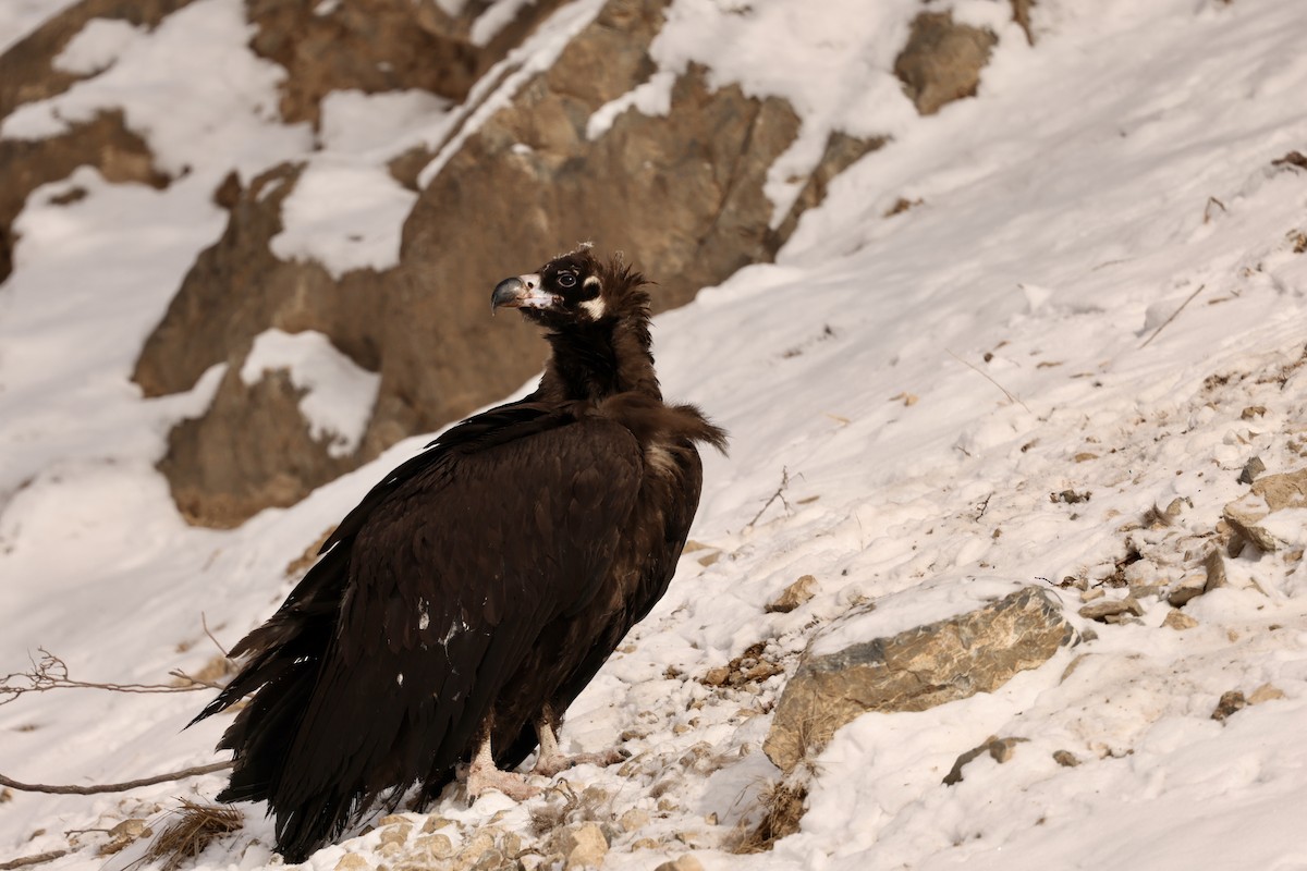 Cinereous Vulture - ML615209319