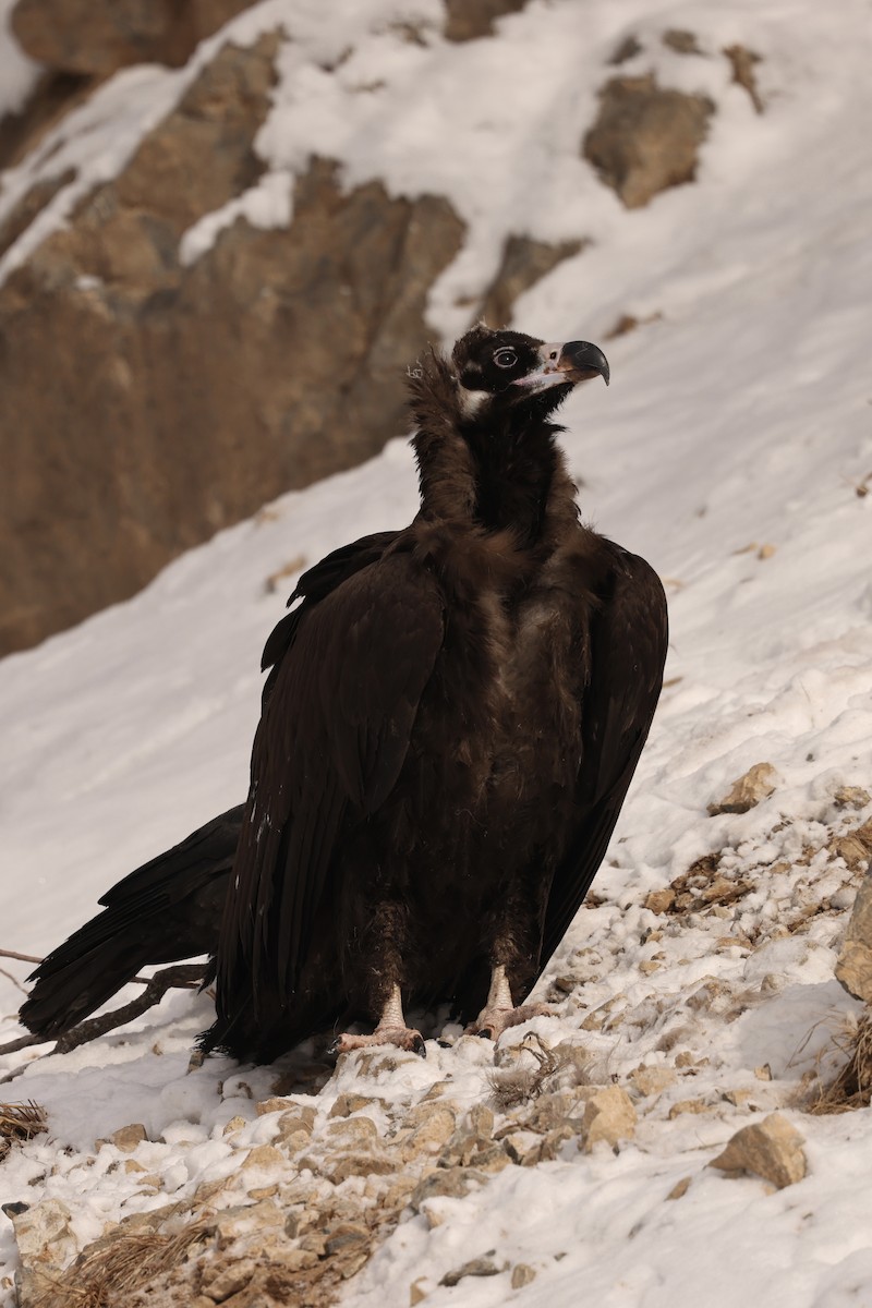 Cinereous Vulture - ML615209320