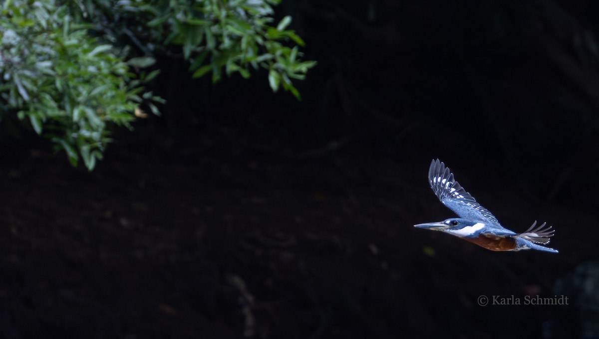 Ringed Kingfisher - Karla Schmidt