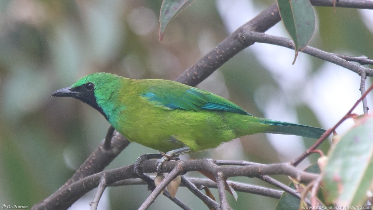 Bornean Leafbird - Oz Horine