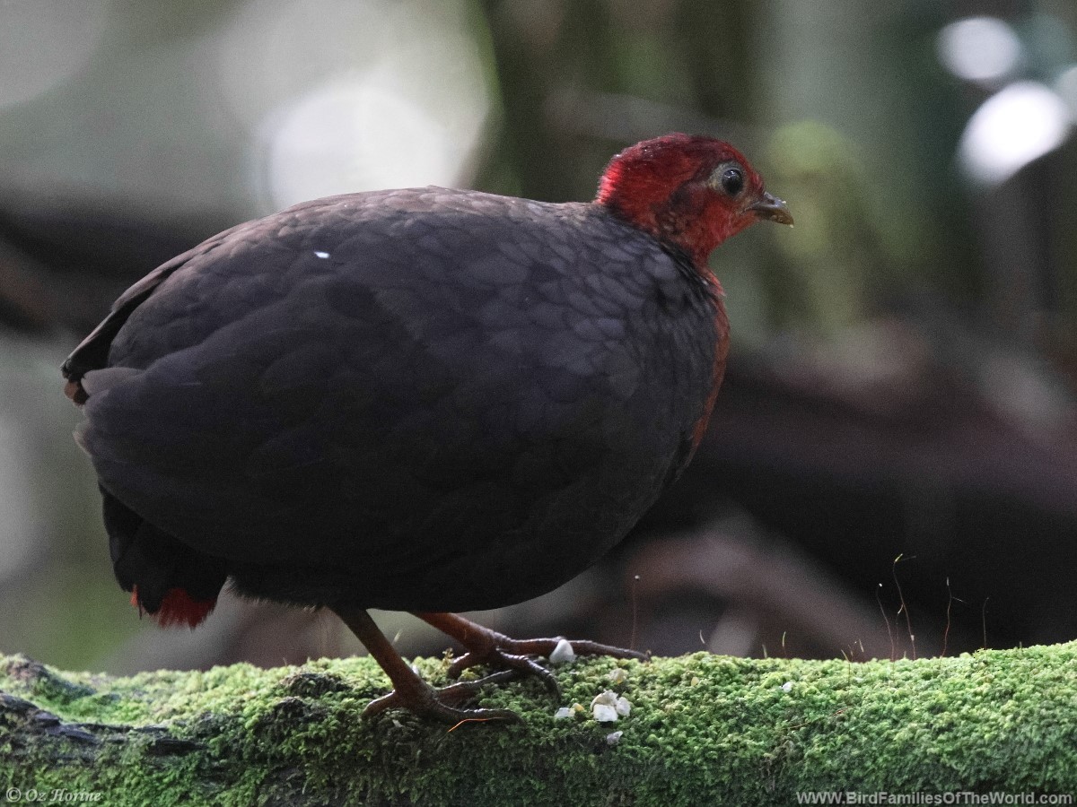 Crimson-headed Partridge - ML615209343