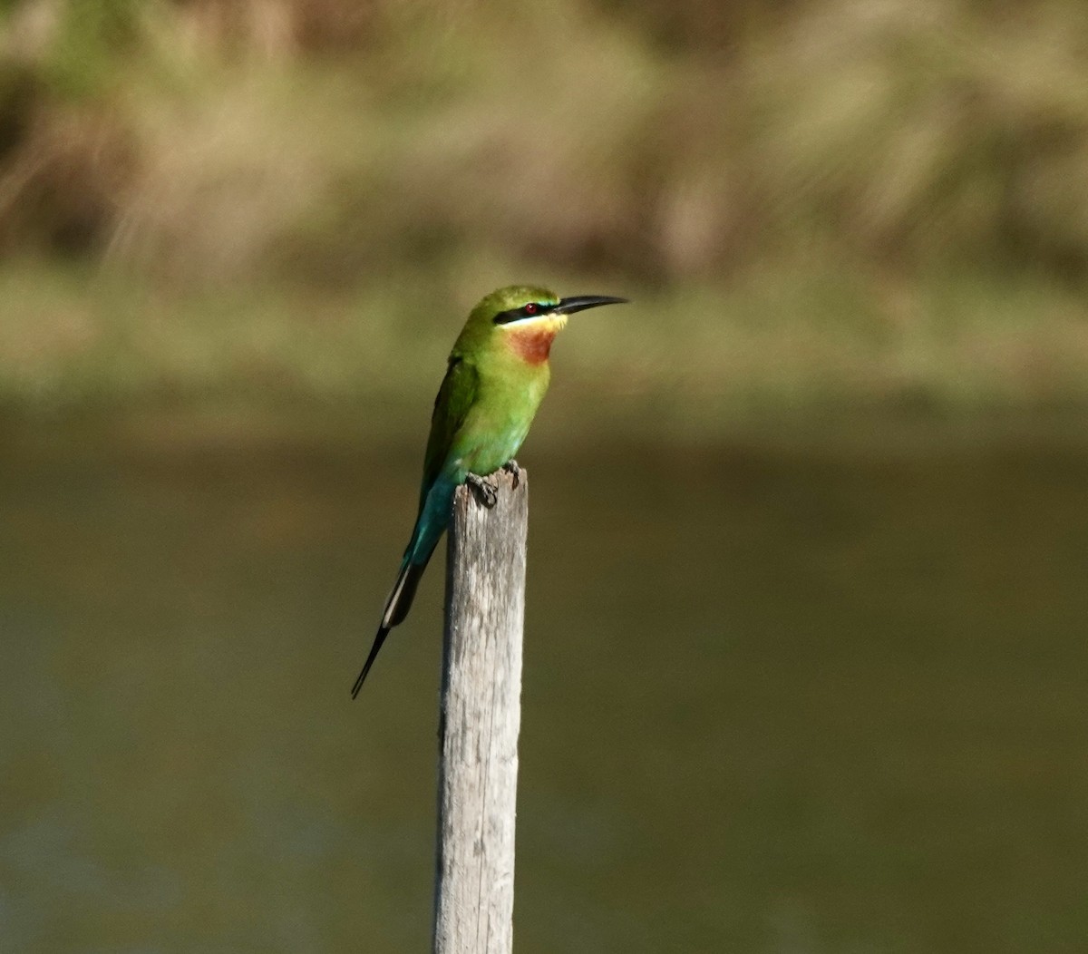 Blue-tailed Bee-eater - ML615209346