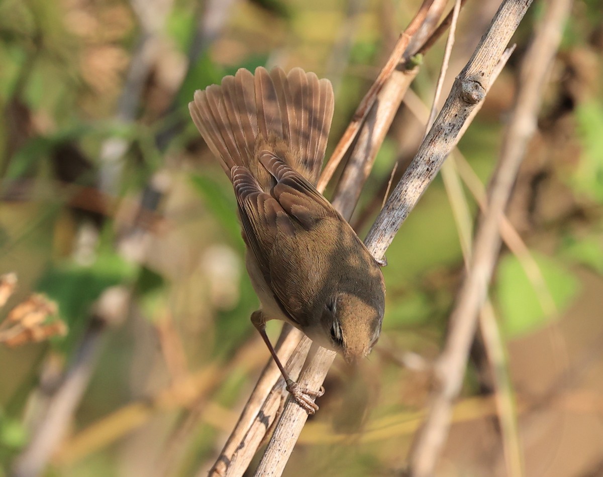 Blyth's Reed Warbler - Vijaya Lakshmi