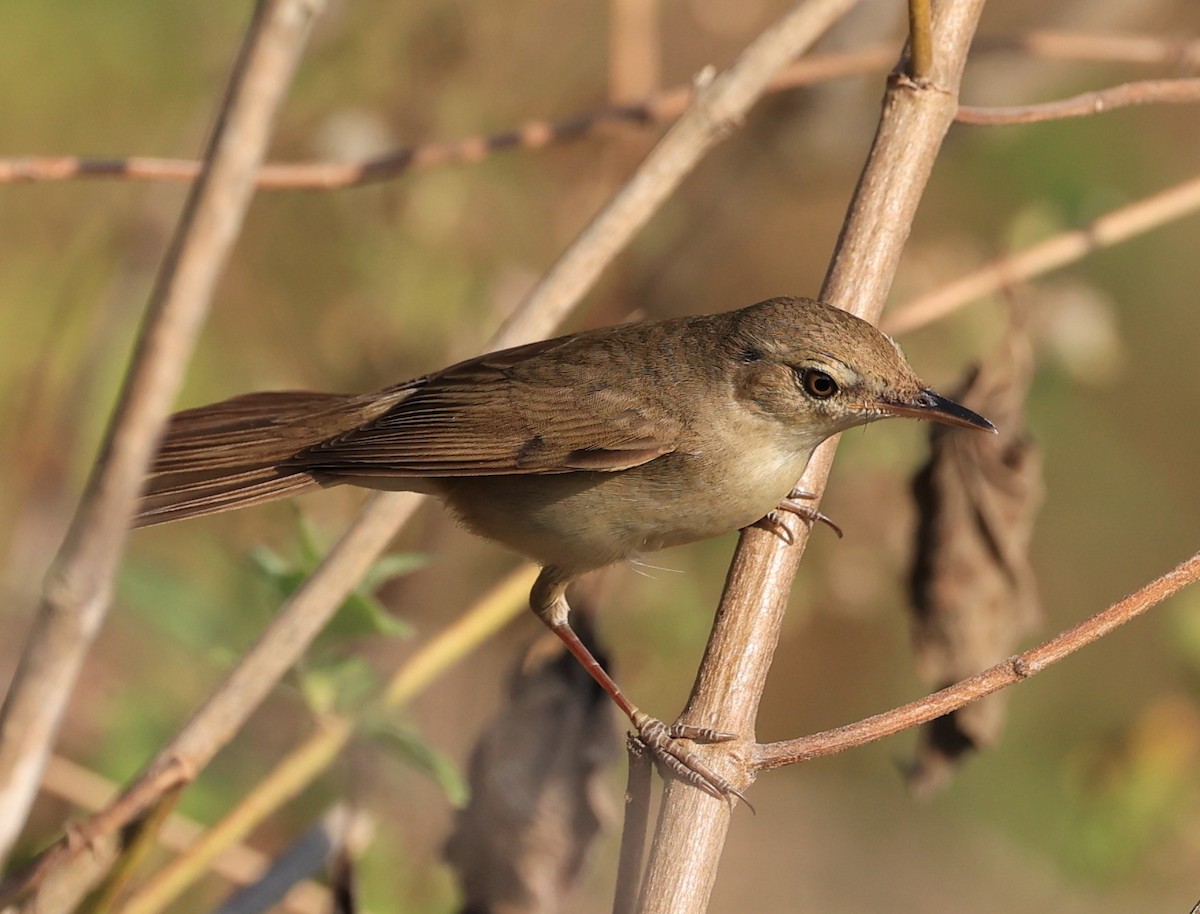 Blyth's Reed Warbler - ML615209364