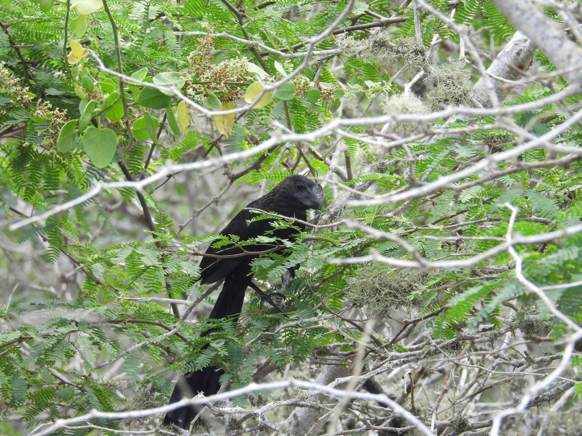 Smooth-billed Ani - Rebekah Boan