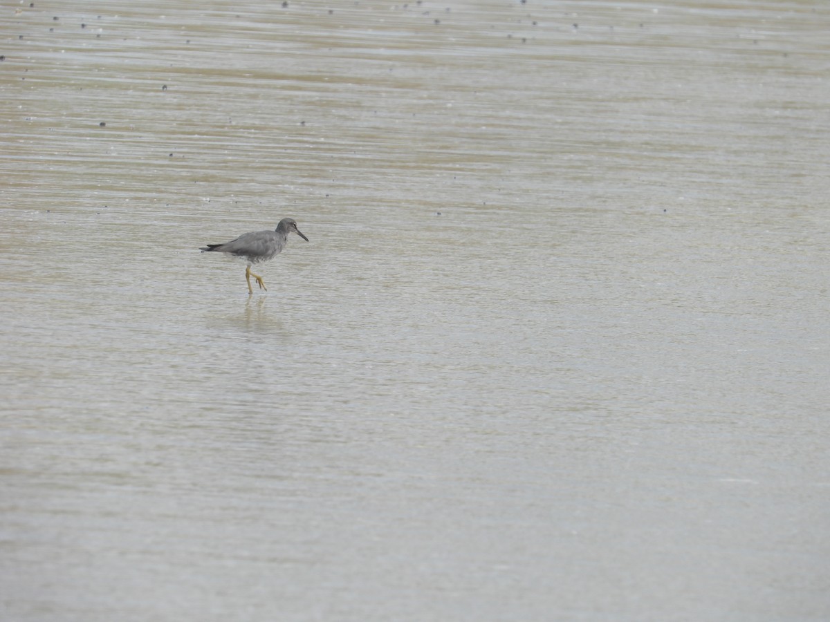 Wandering Tattler - Rebekah Boan