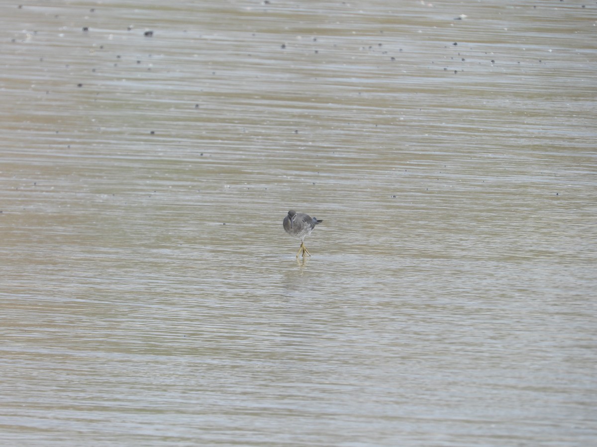 Wandering Tattler - ML615209394