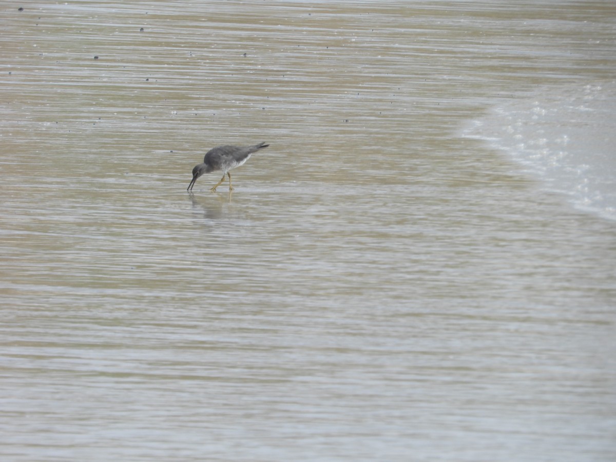 Wandering Tattler - ML615209399