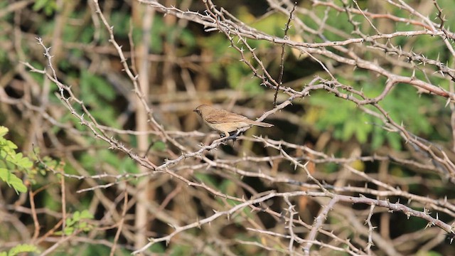 Blyth's Reed Warbler - ML615209408