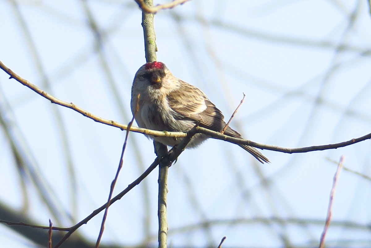 Lesser Redpoll - ML615209412