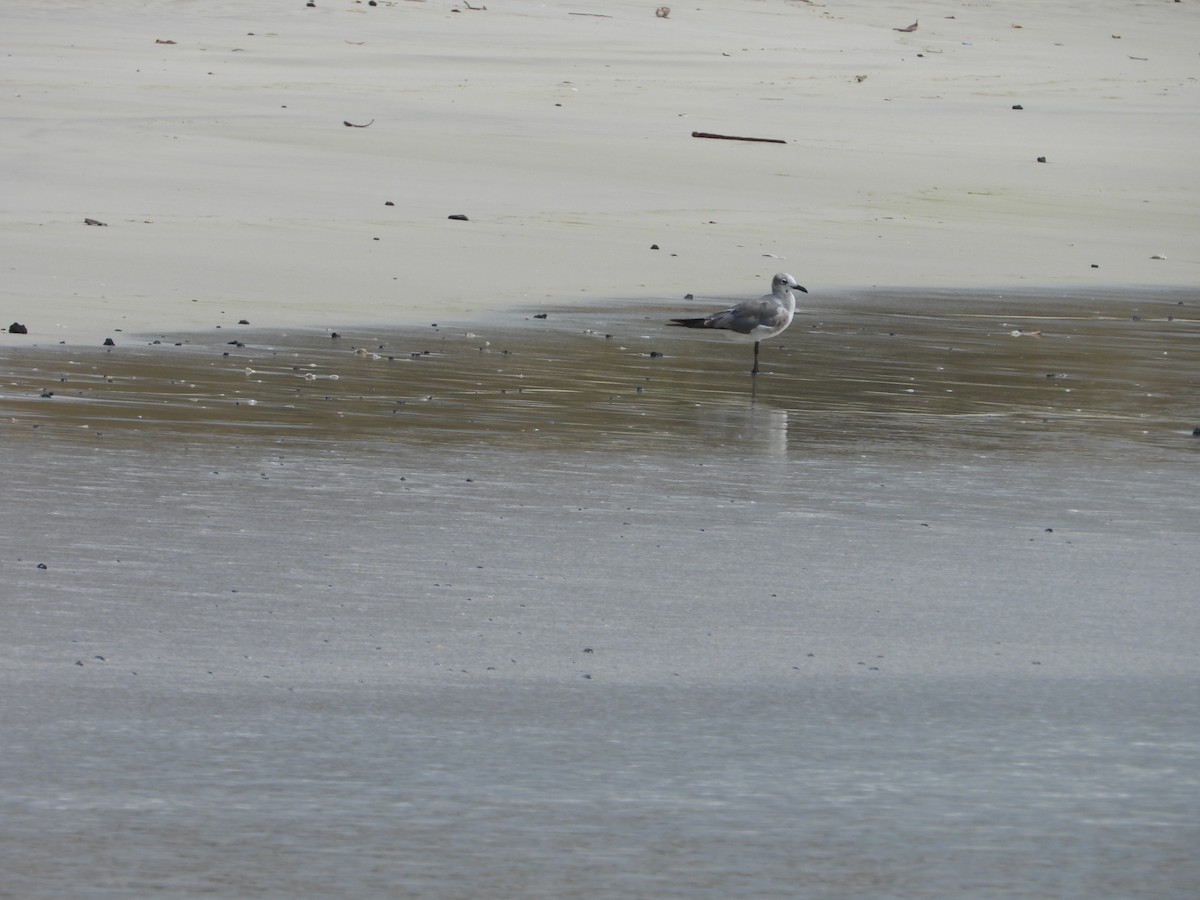 Laughing Gull - ML615209417