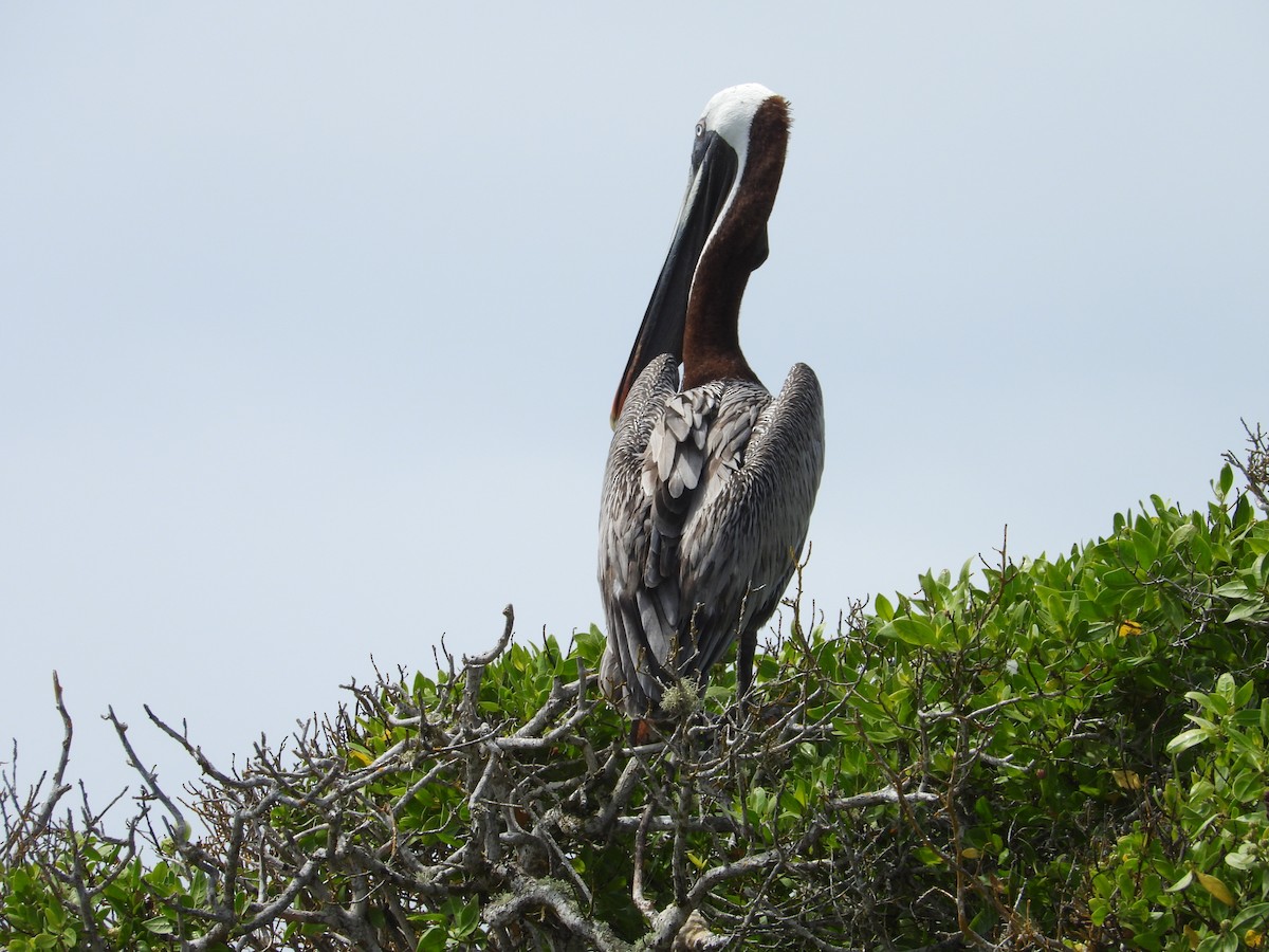 Pelícano Pardo (Galápagos) - ML615209422